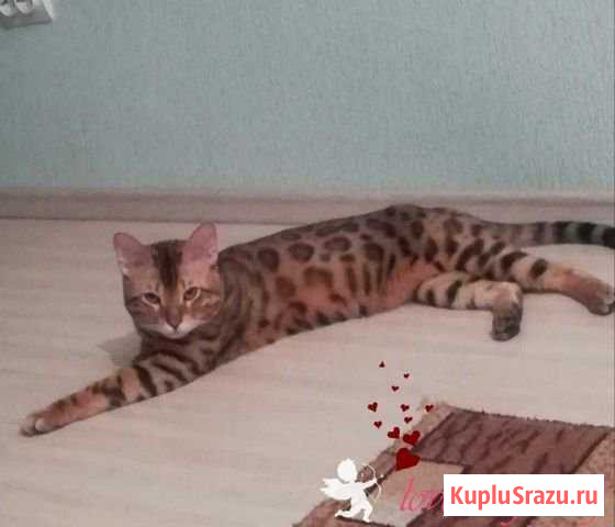Кот бенгальский Орск - изображение 1