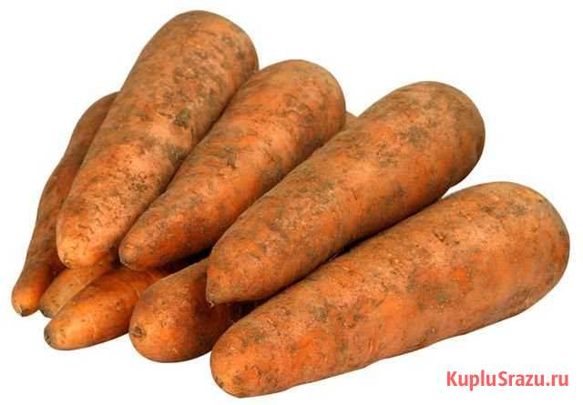 Морковь вкусная Белокуриха - изображение 1