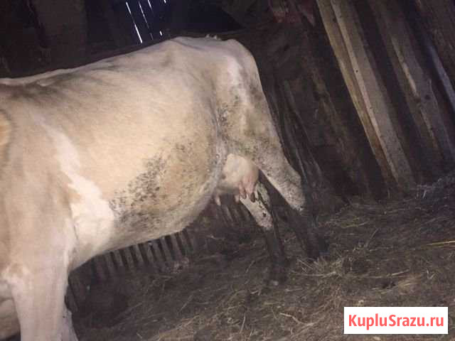 Корова,телята,козы Мраково - изображение 1