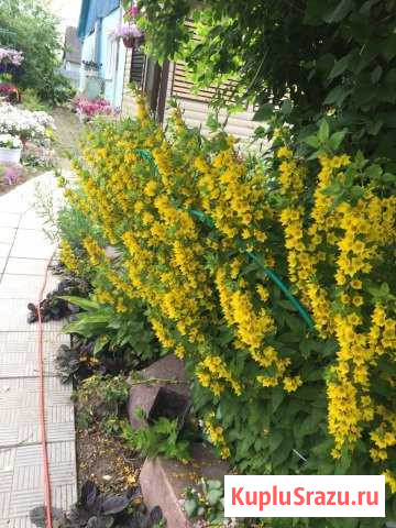 Многолетники Ковров - изображение 1