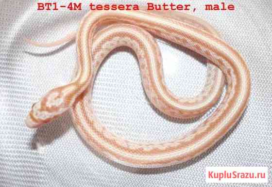 Маисовый полоз Butter Tessera Москва