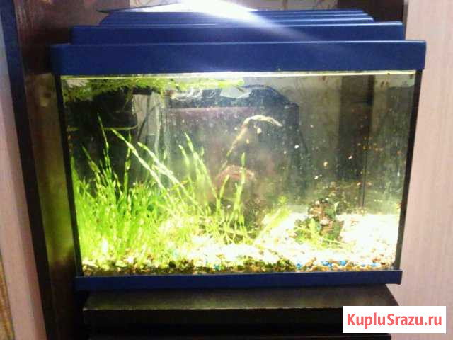 Аквариум Люберцы - изображение 1