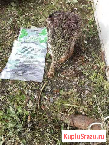 Лечебная мята в пучках Сертолово - изображение 1