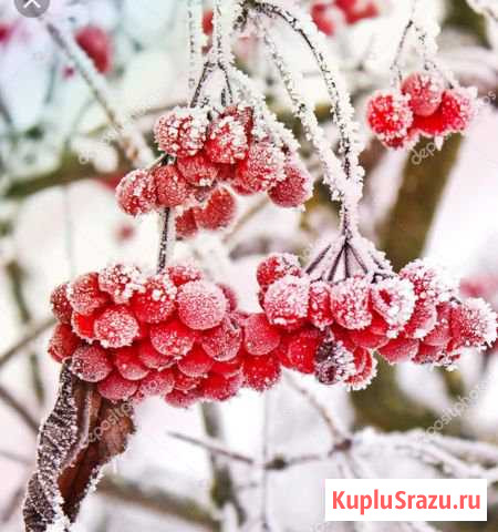 Бухгалтер Шарья - изображение 1