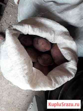 Продам картофель Нижнекамск