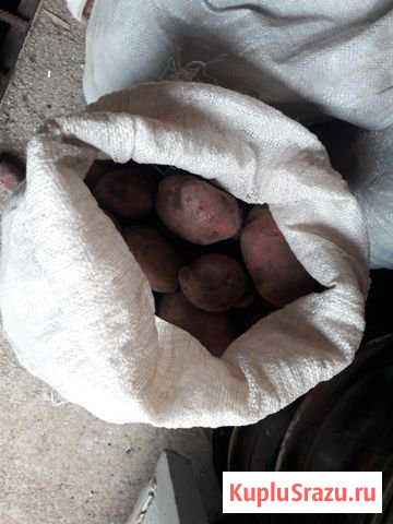 Продам картофель Нижнекамск - изображение 1