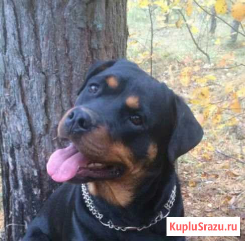 Отдам собаку в хорошие руки Балаково - изображение 1