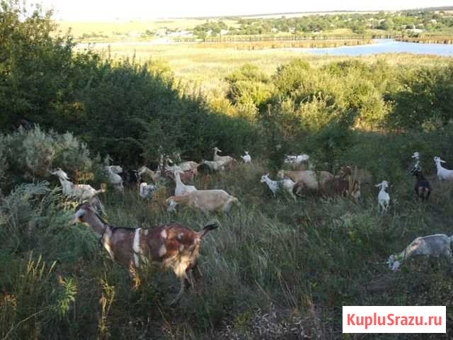 Готовый бизнес Козья ферма с сыроварней и домом Синявское - изображение 1