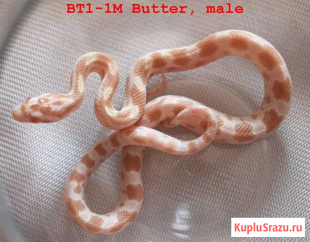Маисовый полоз Butter Москва - изображение 1