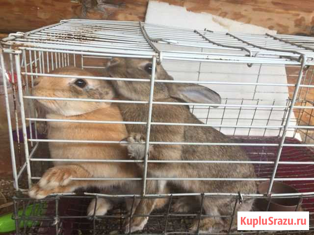 Декоративные кролики Сергиев Посад - изображение 1