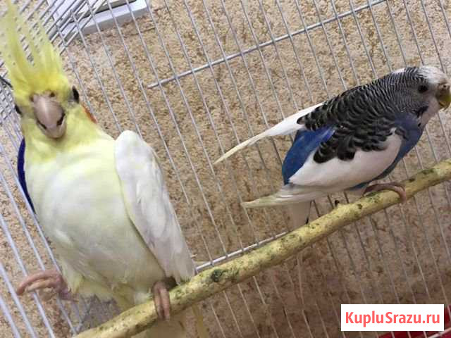 Два попугая - корелла и волнистик Сочи - изображение 1