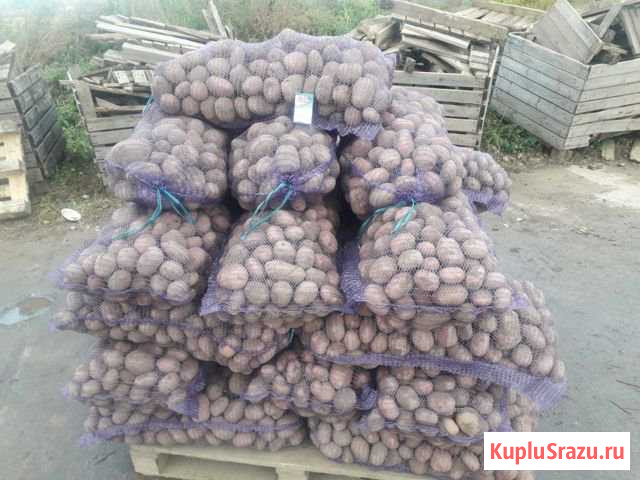 Продам Картофель сорт Любава 5+ Устюжна - изображение 1