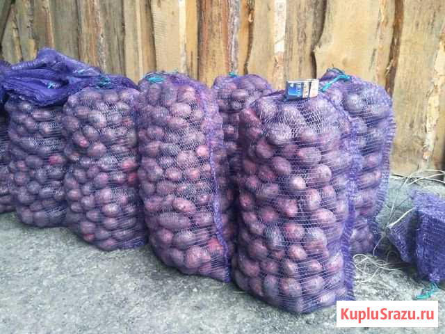 Картофель оптом Каменск-Уральский - изображение 1
