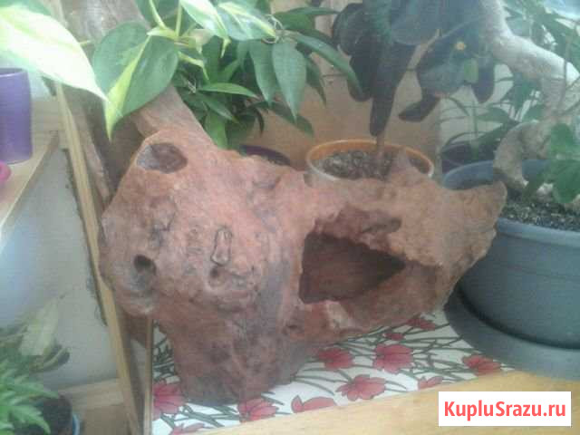 Мангровая коряга Воскресенское - изображение 1