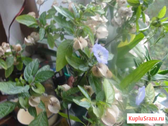 Физалис колумбийский,лекарственный(редкий) Петрозаводск - изображение 1