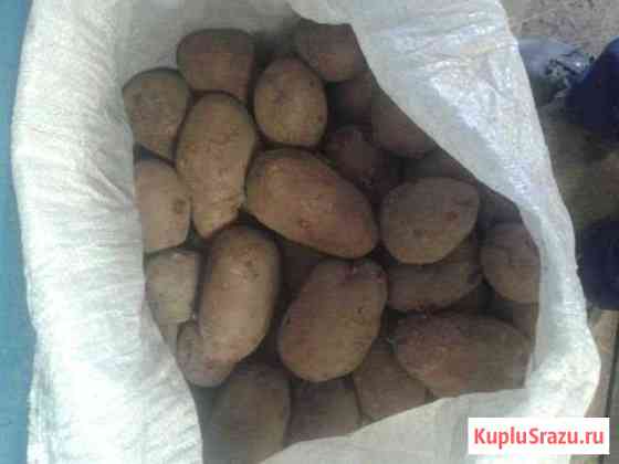 Кортофель Нижнекамск