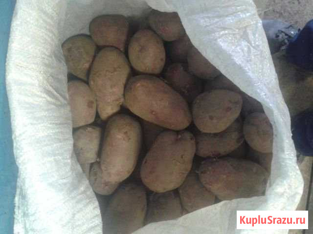 Кортофель Нижнекамск - изображение 1