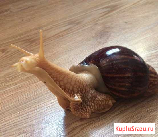 Улитка:Ахатина(но редкой породы от морщин) Сочи - изображение 1