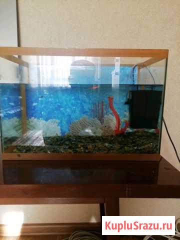 Аквариум Братск - изображение 1