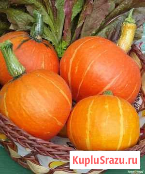 Тыква и кабачки Валуйки - изображение 1