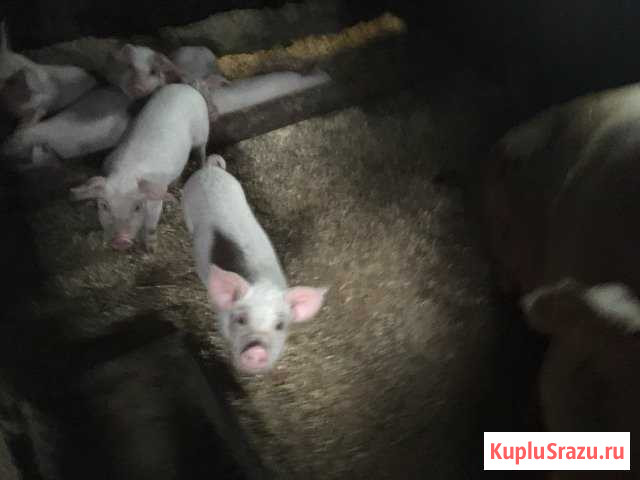 Искусственное осеменение свиней. Продажа поросят Волоколамск - изображение 1