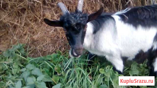 Альпийский козлик Верхнее Дуброво - изображение 1