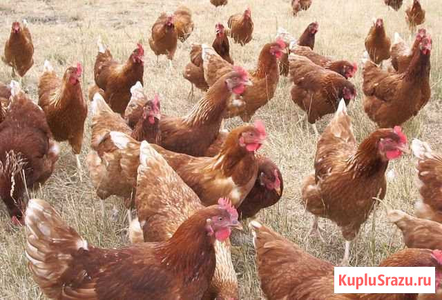 Куры несушки Зарайск - изображение 1