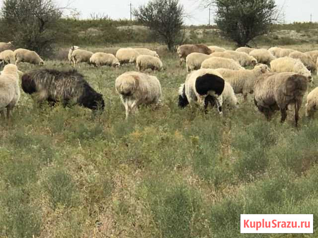 Баран Хасавюрт - изображение 1