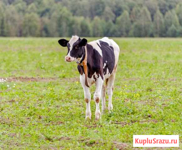 Продам телочек Арзамас - изображение 1