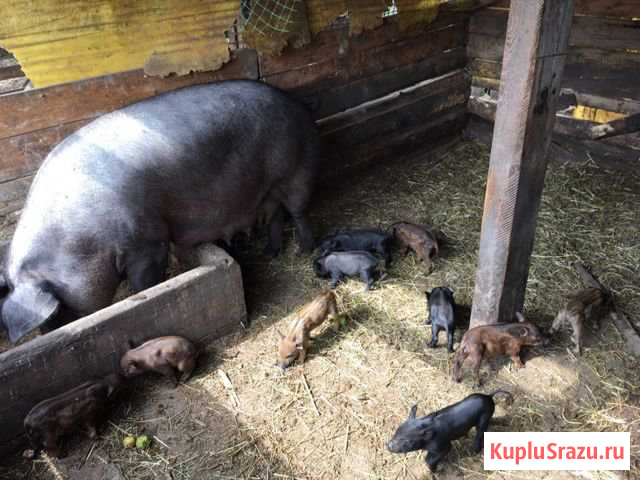 Продам поросят Выкса - изображение 1