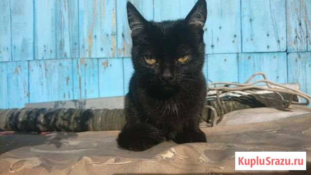 Отдам котят добрым людям Верхнее Дуброво - изображение 1