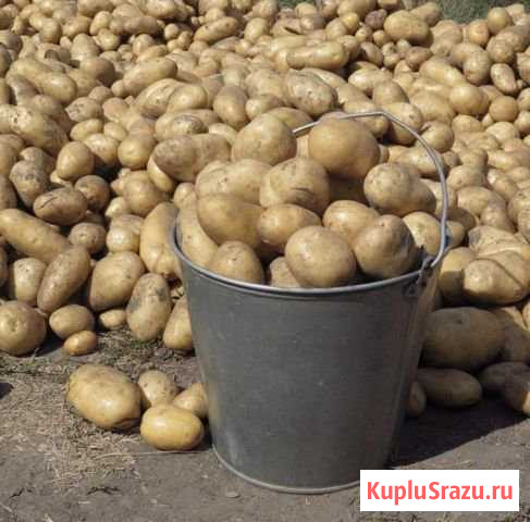 Картофель Карпинск - изображение 1