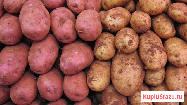 Картофель Нерчинский Завод - изображение 1