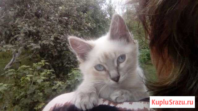 Котёнок мальчик Старый Оскол - изображение 1