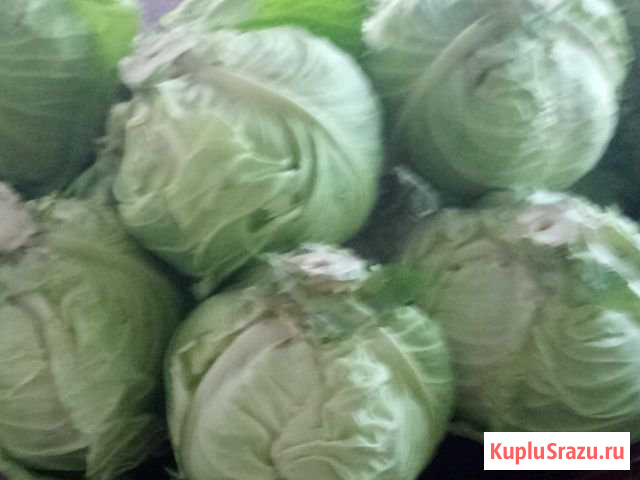 Капуста Прокопьевск - изображение 1
