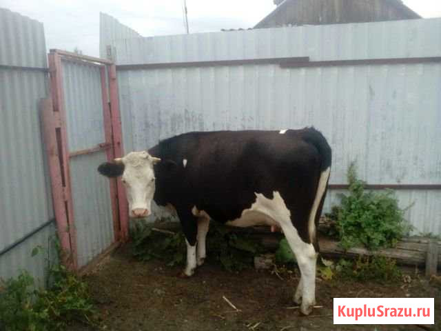 Корова Большое Полпино - изображение 1