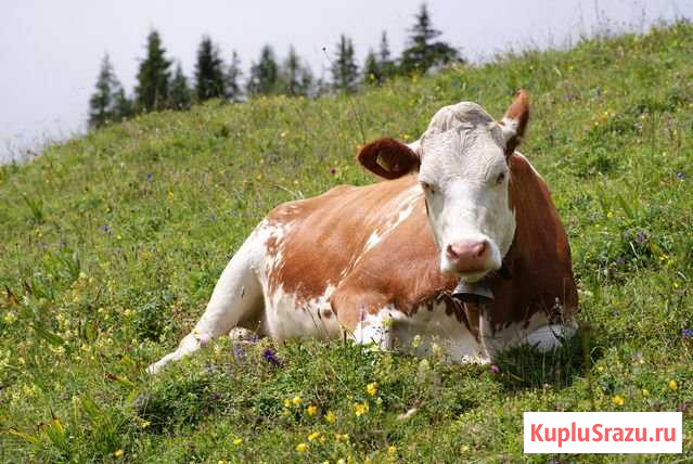 Корова Ершов - изображение 1