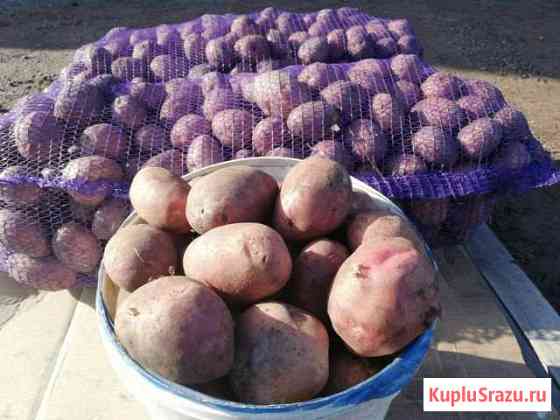 Продам картофель от фермера Копейск