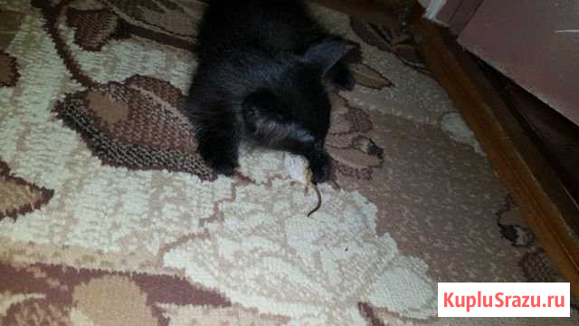 Котёнок Тында - изображение 1