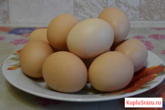 Яйцо куриное Строитель - изображение 1