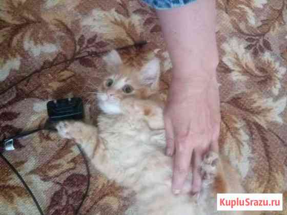 Котик Старый Оскол