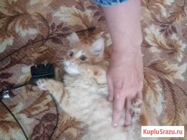 Котик Старый Оскол - изображение 1