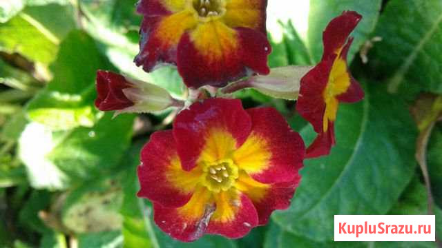 Примула садовая Дзержинск - изображение 1