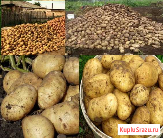 Продам картофель домашни Усолье-Сибирское - изображение 1
