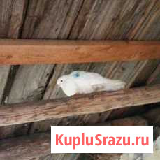 Найден голубь Арзамас - изображение 1