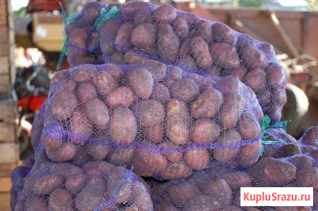 Продается картофель Зеленокумск - изображение 1