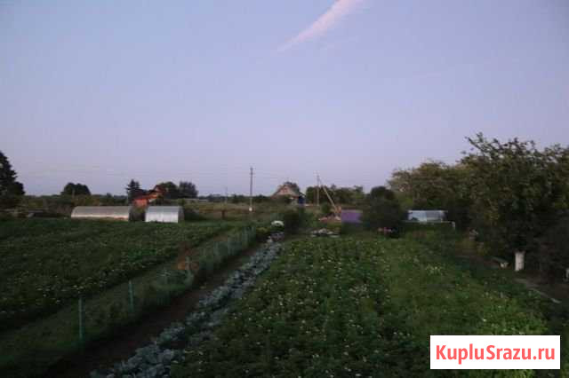 Картофель Волхов - изображение 1