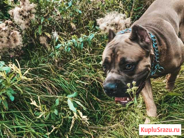 Кане корсо Дзержинск - изображение 1