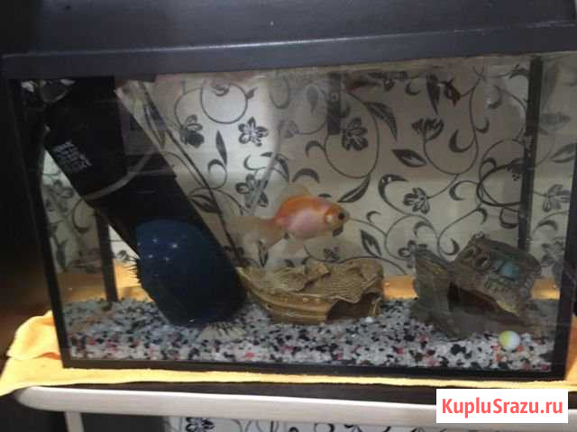 Аквариум Набережные Челны - изображение 1