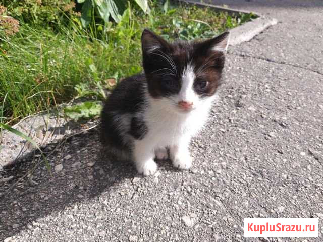 Котенок Кстово - изображение 1